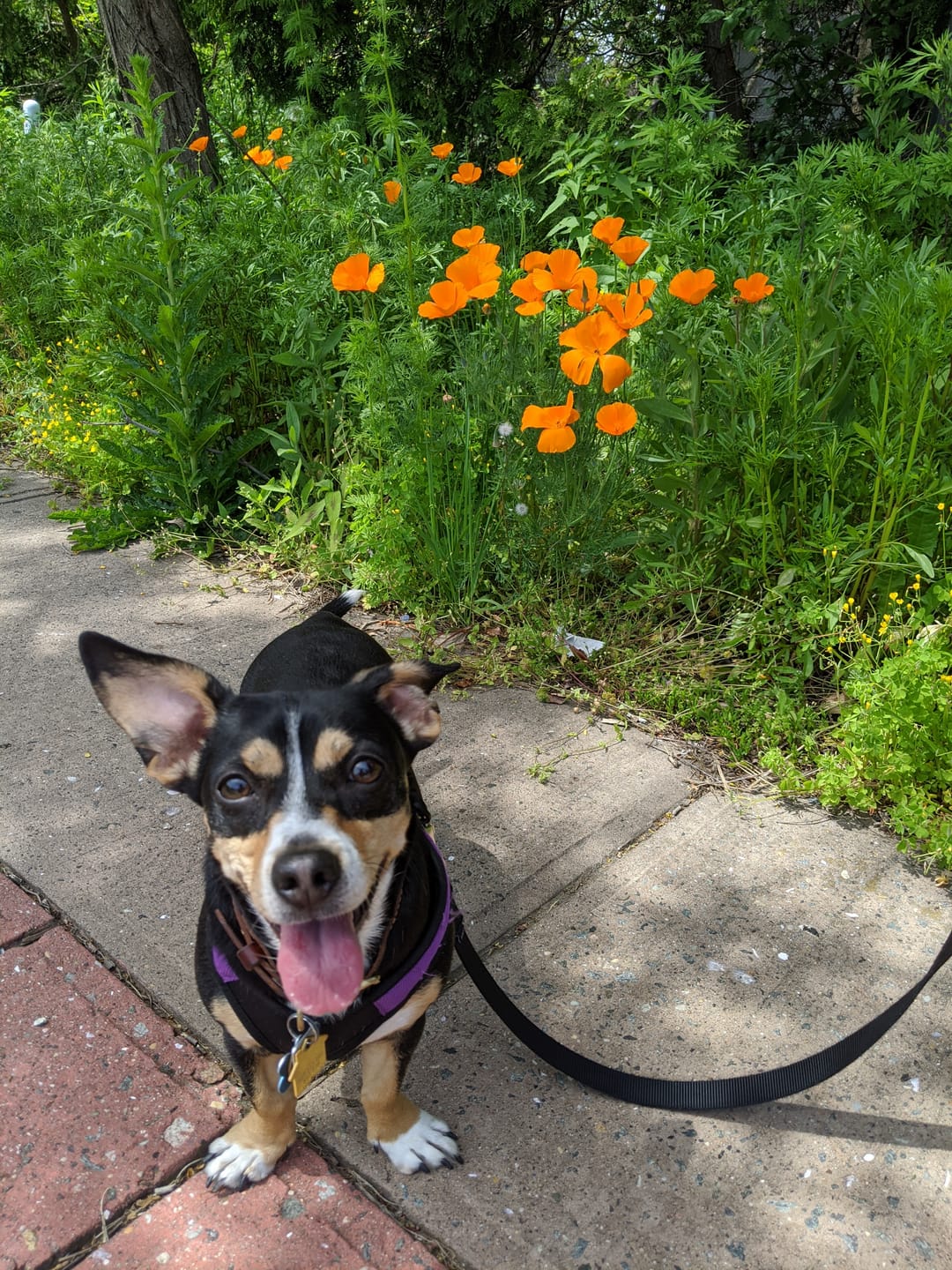 My dog Hera
